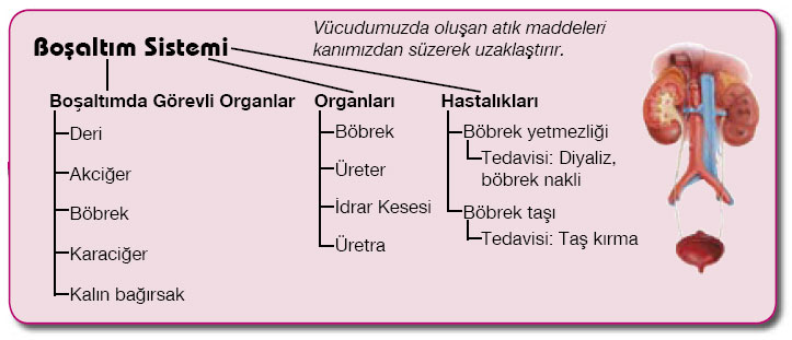 bosaltimkavram 7.Sınıf Fen ve Teknoloji Vücudumuzda Sistemler Boşaltım Sistemimiz Vücudumuzdan Atıkları Uzaklaştırır (Konu Anlatımı) 