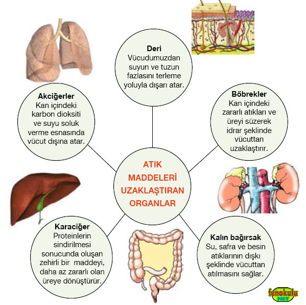 bosaltimorganlari