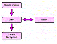 canlik1