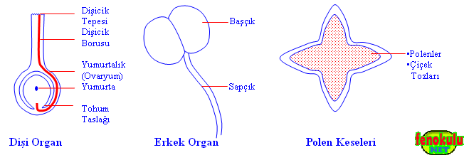 cicekuremeorganlari