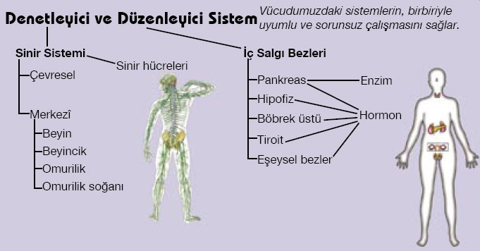 duzenleyicikavram