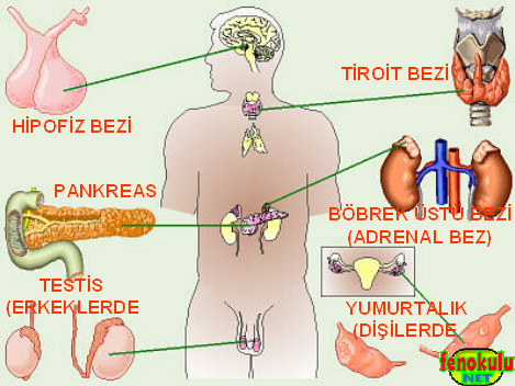 hormonlar