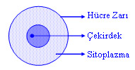 hucreresim11  Hücrenin Yapısı ve Görevleri 