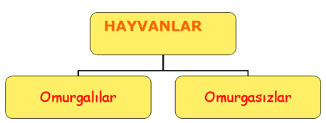 Hayvanlar Alemi Hayvanlar Alemi