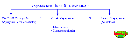 11.Snf Corafya Etkinlik lme Deerlendirme