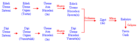 eÅeyli üreme kavram haritası ile ilgili görsel sonucu