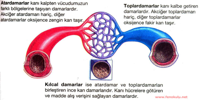 atardamar_toplardamar.jpg