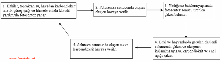 fotosentez solunum iliskisi