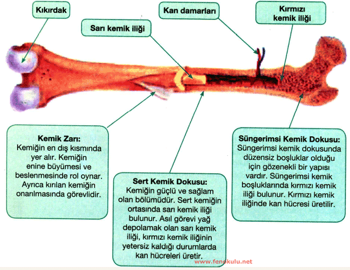 uzun_kemik_yapisi.gif