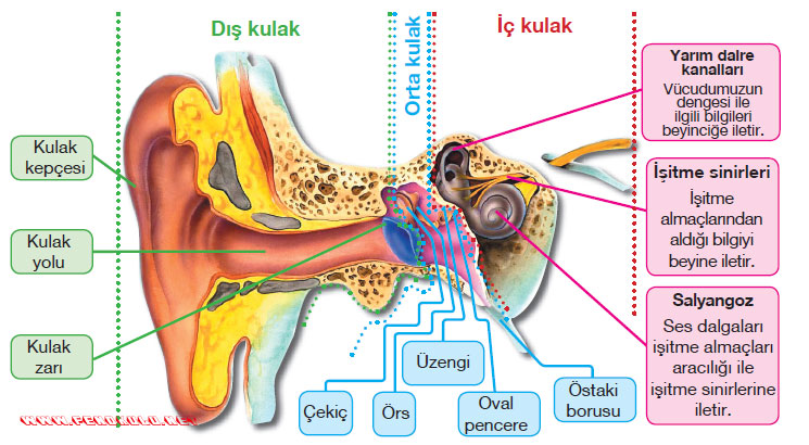 kulakduyma