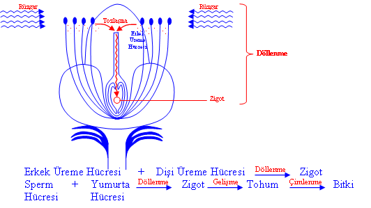 polensicek12