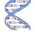 DNA ve zellikleri