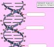 DNA Modeli ve Yaps Etkileimli Oyun