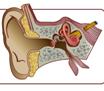Duyu Organlarmzdan Kulakda Duyma 2