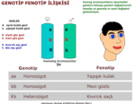 Genotip fenotip ilikisi