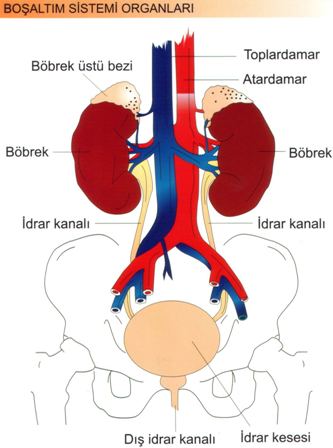 Boaltm Sistemi Organlar