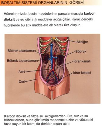 Boaltm Sistemi Organlarnn Grevleri