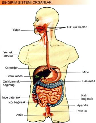 Sindirim Sistemi Organlar