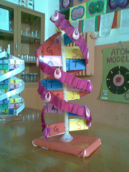 DNA Modeli 