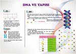 DNA nn yaps