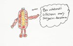 Hcre organelleri mitokondri