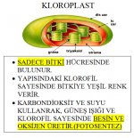 Kloroplast`n grevi