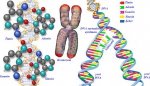 Nkleotid, DNA, Kromozom
