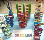 DNA modeli