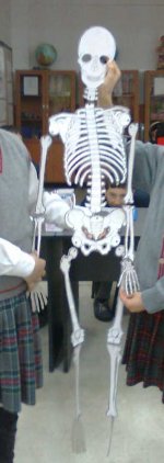 skelet Modeli