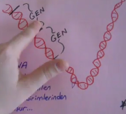 DNA ve zellikleri  Blm 2