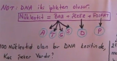 DNA ve zellikleri Blm 4