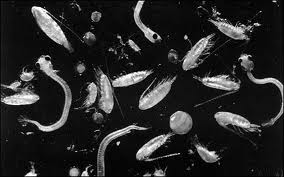 Mikroskobik canllar