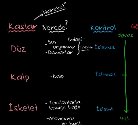 Kas eşitleri ( İleri dzey bilgi ierir )