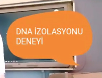 DNA ZOLASYONU DENEY