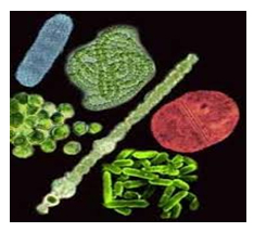 mikroskobik canlılar