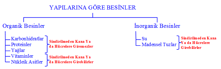 yapilarina ve gorevlerine gore besin cesitleri nelerdir