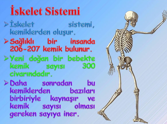 Destek ve hareket sisteminin harika hazrlanm sunusu