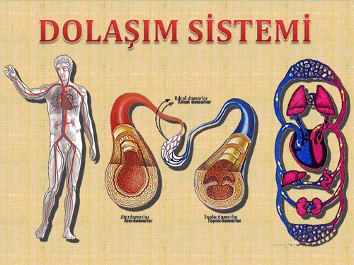 Dolam Sisteminin Harika Hazrlanm Sunusu