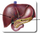 Sindirim Sistemi Sunu 2 Blm 2