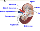 Boaltmda grevli yap ve organlar