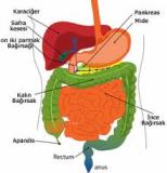 Ders alma Kitab Sindirim Sistemi Etkinlikleri Sunusu