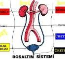 renci alma Kitab Boaltm Sistemimiz Etkinlikleri Sunusu