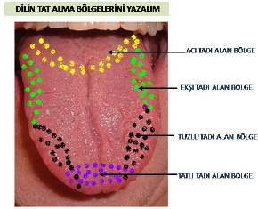 Duyu organlar alternatif etkinlikler