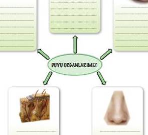 7. Snf MEB Yayn Duyu Organlar Blm Etkinlikleri Sunusu