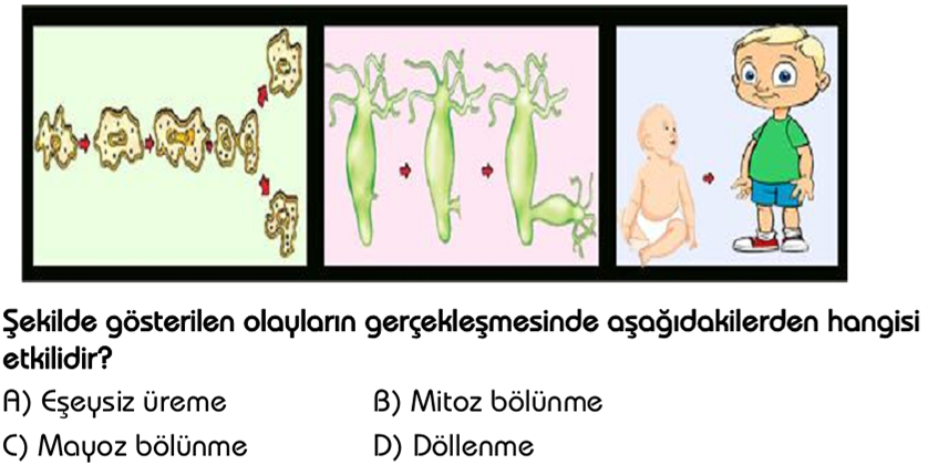 Mitoz blnmeye ait zel test sorular sunusu