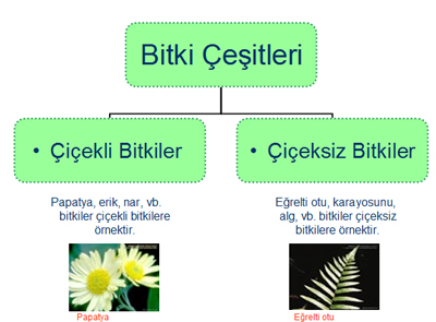 Canllarn Snflandrlmas