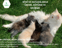 6. SINIF BTK VE HAYVANLARDA REME, BYME VE GELME ETKLEML SUNUSU