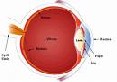 Duyu Organlar�m�z