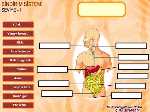 7.snf Sindirim Sistemi Eletirme Etkinlii Seviye 1