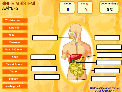 7.snf Sindirim Sistemi Eletirme Etkinlii Seviye 2